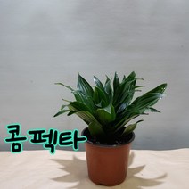 콤펙타