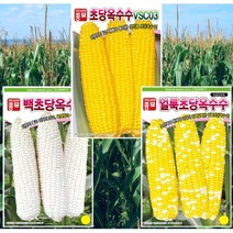 아시아종묘 초당 옥수수씨앗 (100립), 백초당옥수수씨앗(100립)
