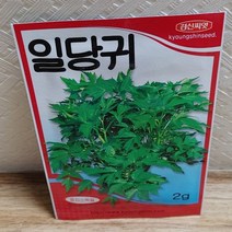 안산 플라워마트 바질 고수 비트 그린볼 청로메인 적로메인 청오크 적오크 당귀씨앗, 당귀