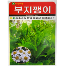 부지깽이씨앗100립 부지갱이 썸쑥부쟁이종자 숙부쟁이 아람