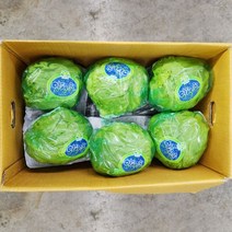 양상추 12통 8kg