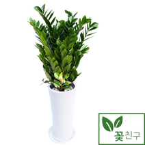 꽃친구 금전수 돈나무 전국 당일배송 개업 축하 집들이 사무실 화분, 금전수 사기분, 1개
