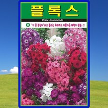 플록스 꽃잔디 씨앗 꽃잔디 씨 종자 300립, 1세트
