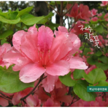 참꽃 [1포트] 제주 참 꽃나무 (복남이네 야생화 모종 아잘레아 azalea 핑크 봄)