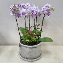 루아데코 퀵 배송 서양란 취임축하문구 퇴임식축하문구 전시회축하문구 송파서양난, 2.핑크