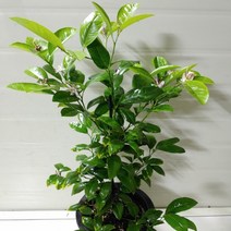 [성심] 레몬나무(대)220