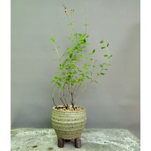 향기나는 허브 체리세이지