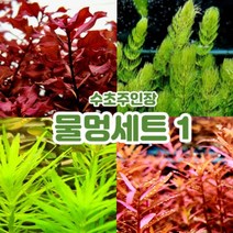 [플랜츠마스터] 수초주인장 물멍세트 1 총 13촉 (슈퍼레드 2촉 붕어마름 3촉 드와프그린 5촉 블러드레드 3촉)