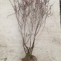 JAYART_이스라지 3년생 H0.6-0.8 (산앵두) 꽃식물 개화주묘목 키우기 화분 예쁜 플라스틱 실내+jac220909, ▷JART_단일옵션, 제이아트co_단일옵션