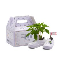 마음백신 그로우키트 방울토마토 봉선화 특별한 화분 키우기 세트