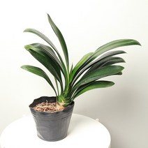 대성식물 거실 인테리어 공기정화 야생화 꽃피는 봄 식물 군자란 화초 화분, 1개