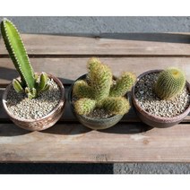 선인장 3종모종세트:금황환+황금사+기명각 전자파차단, 상세페이지 참조