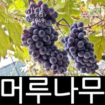일반머루/머루/묘목/삽목/1년/1주/도시농부