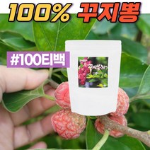 꾸지뽕잎차 구찌뽕 열매차 100% 암나무 여성 100 티백 국내산 꾸지 뽕나무 차
