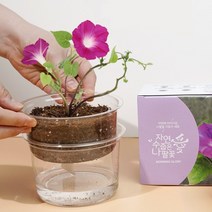 나팔꽃 키우기 자동 물공급 식물 기르기 체험 씨앗 화분 키트, 단품, 단품