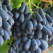 묘목/포도/스위트사파이어(블랙사파이어)/접목 1.6년 KJ008