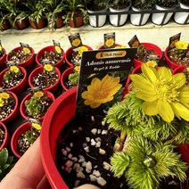 [광합성] 복수초 아도니스 아무렌시스 Adonis amurensis