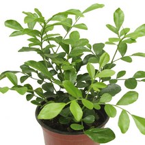 오렌지자스민-향나는꽃/향기꽃/오렌지/관엽식물