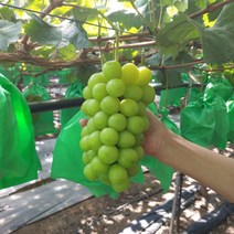 별빛촌초심농원 싱싱한 고당도 영천 샤인머스켓 포도 가정용, 2kg(4송이)27000원