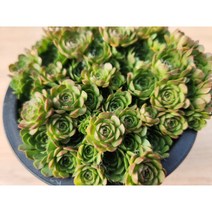 정화다육 다육식물 로슈라리아