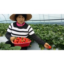 무농약딸기 유기재배 왕특딸기2kg, 500g4팩, 2kg