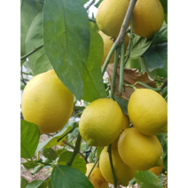 제주 레몬 친환경 무농약 레몬 3Kg, 5Kg