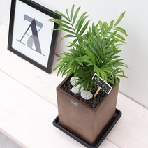 풀빛누리 승진축하화분 취임선물 실내공기정화식물 화초, 01.테이블야자