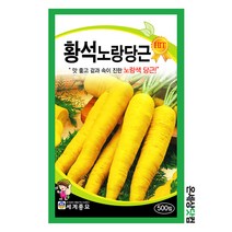 황석노랑당근 500립 / 노랑당근씨 당근씨앗 당근씨 노랑당근 씨앗