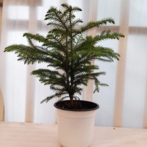 꽃파는 농부 - 아라우카리아 중품