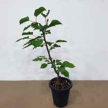 살구나무 하코트 화분묘 접목1년생 화분채배송, 1개