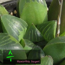 허브여울다육 수(Haworthia bayeri) 지름 15cm 중품 다육화분, 1개