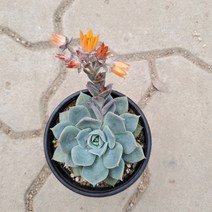 가홈플라워 펀퀸 다육식물 공기정화 미세먼지차단