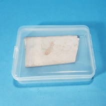 물고기 화석(실물)