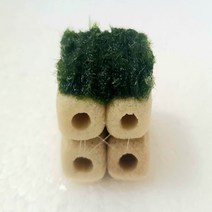 모스볼활착원룸 체리생이새우어항꾸미기 초보음성수초키우기