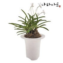 나라아트 황토풍란분 모음, 06. 황토풍란분3.5호 5개