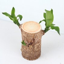 [바보사랑] 미미네가든 행운목 - 공기정화식물 천연가습 거실화분, 상세 설명 참조