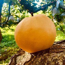 산지직송 프리미엄 명품 나주배, 1박스, 선물용7.5kg(11-12과)