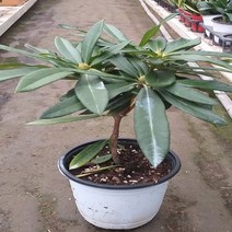 행복한꽃순이 만병초