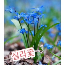 실라꽃/유럽에서도 상당히 좋아하는 품종 실라(Scilla)