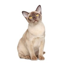 차량용 냉장고 미니 냉온장고 캠핑용 온장고 3Ratels CM29 사랑스러운 고양이 페르시아 Birman Bombay 영국, 14 CM29-15_04 40cm(15.75 inch)