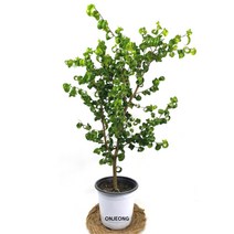 온정농원 바로크벤자민 하트고무나무 70cm, 1개