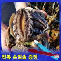 완도전복 직거래 특대(1kg 7미부터~) 고급포장 VIP 선물용 실속형(손질 칼 무료증정) - 명절 선물세트, 1kg 12미(고급형)