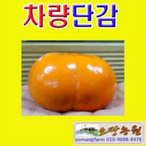 (NY소망)야오끼 개량왕대봉 감나무묘목(접목1년)1그루