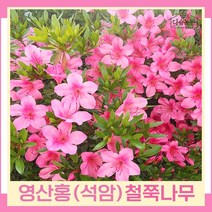 왜철쭉나무 묘목 영산홍 석암 키40cm 5개