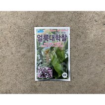 옥수수종자/얼룩대학찰 옥수수/연농2호 정품 80립