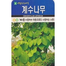 희귀씨앗-계수나무 500립 -계피나무 국내산 씨앗