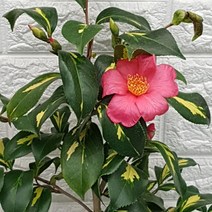 동백나무 - 무늬동백 금세계85