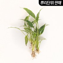 스파트필름 3촉 - (원예수초 활착수초), 1개