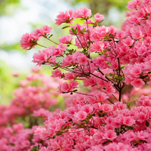 나무마켓 왜철쭉 아젤리아 특선 봄꽃 화분 모종, 금황 4치포트