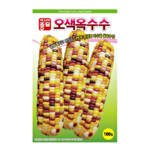 오색옥수수 100립 자색 보석 찰옥수수 씨앗 종자
